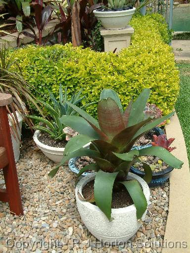 Potted bromeliads and succulent 